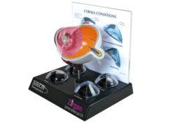 Eye 3D anatomic model