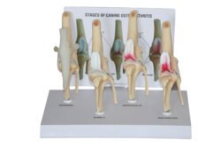 Canine knee Osteoarthritis model