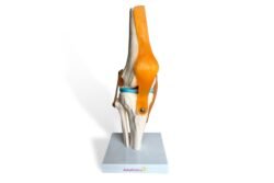 Modelo anatomico ligamentos