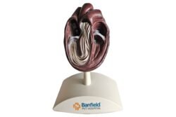 Modelo anatómico corazón canino