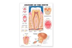 Dentist chart