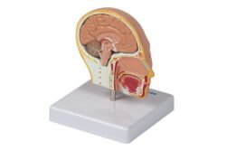 Modelo anatómico del cabeza