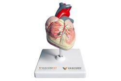 Modelo anatómico del corazón