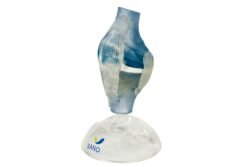 Modelo anatómico de la rodilla