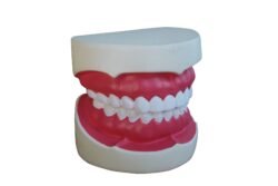 Modelo anatómico dentadura