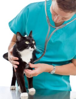 Accesorios Veterinaria